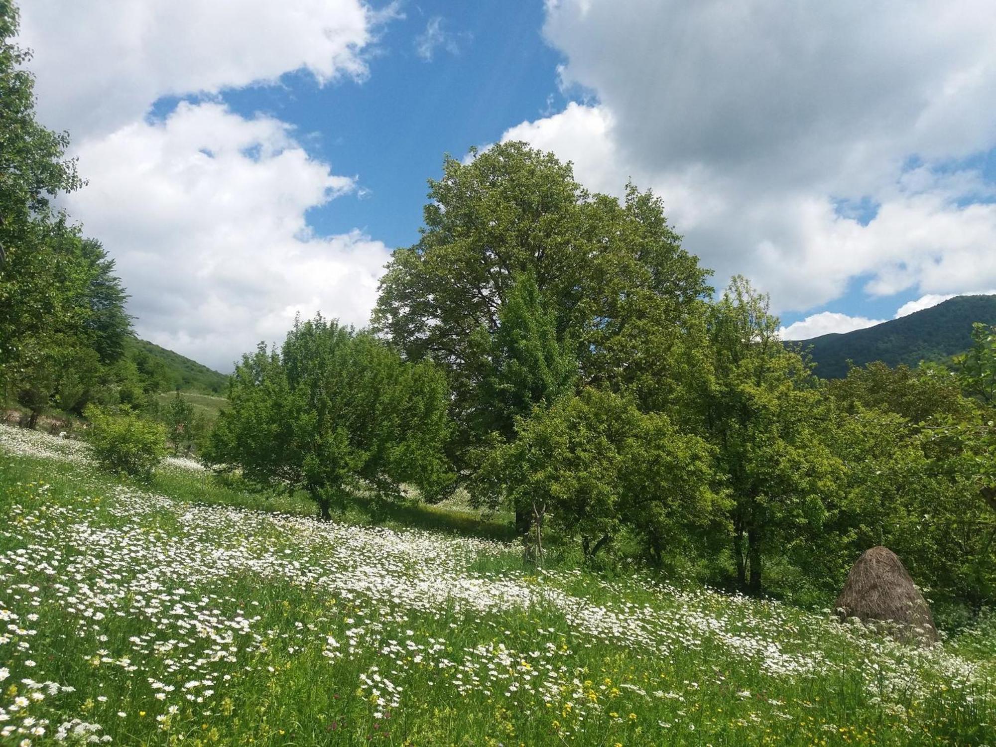 Paata'S Guesthouse Borjomi Dış mekan fotoğraf